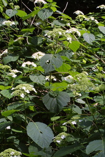 Hydrangea arborescens, whole tree or vine - general