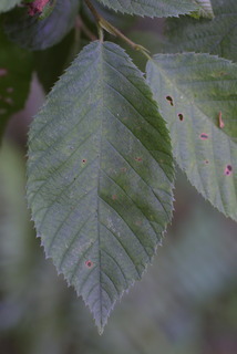 Ostrya virginiana, leaf - whole upper surface