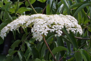 Sambucus nigra, inflorescence - whole - unspecified
