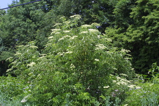 Sambucus nigra, whole tree or vine - general