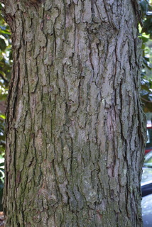 Acer saccharinum, bark - of a large tree
