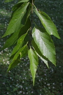 Celtis laevigata, leaf - showing orientation on twig