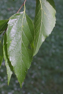 Celtis laevigata, leaf - whole upper surface