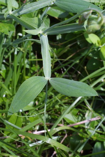 Lathyrus latifolius, leaf - on upper stem