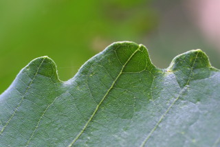 Quercus bicolor, leaf - margin of upper + lower surface