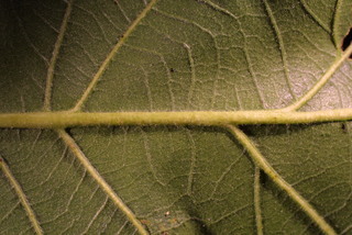 Quercus bicolor, leaf - unspecified