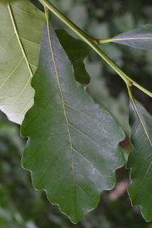 Quercus bicolor, leaf - whole upper surface