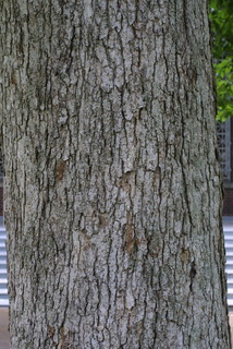 Quercus muehlenbergii, bark - of a large tree