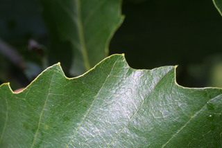 Quercus muehlenbergii, leaf - margin of upper + lower surface