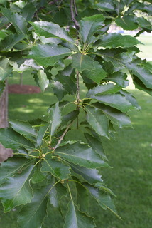 Quercus muehlenbergii, leaf - showing orientation on twig