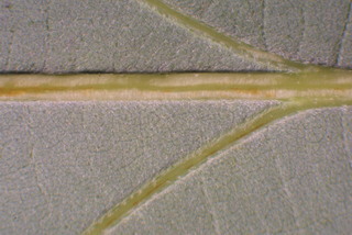 Quercus muehlenbergii, leaf - unspecified