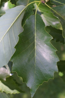 Quercus muehlenbergii, leaf - whole upper surface