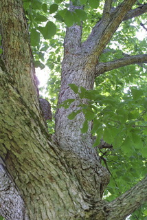 Quercus muehlenbergii, whole tree or vine - view up trunk