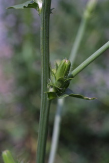 Cichorium intybus, stem - showing leaf bases