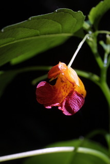 Impatiens capensis, inflorescence - frontal view of flower