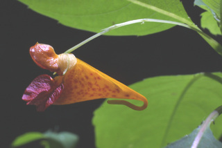 Impatiens capensis, inflorescence - lateral view of flower