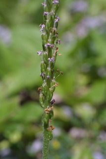Plantago rugelii, inflorescence - lateral view of flower