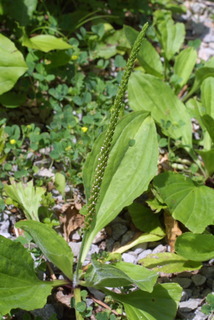 Plantago rugelii, whole plant - in flower - general view
