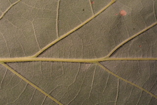 Quercus macrocarpa, leaf - unspecified
