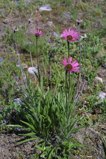 Echinacea tennesseensis, whole plant - in flower - general view