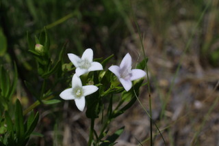 Hedyotis nigricans, inflorescence - frontal view of flower