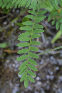 Astragalus tennesseensis, leaf - basal or on lower stem
