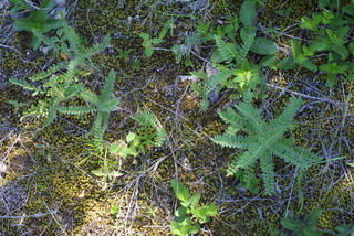 Astragalus tennesseensis, whole plant - juvenile