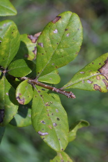 Forestiera ligustrina, leaf - showing orientation on twig