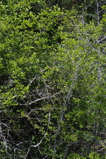 Forestiera ligustrina, whole tree or vine - general