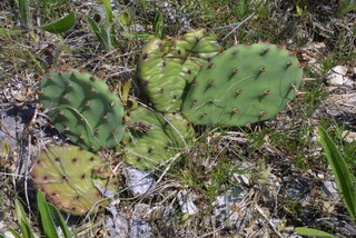 Opuntia humifusa, whole plant - unspecified