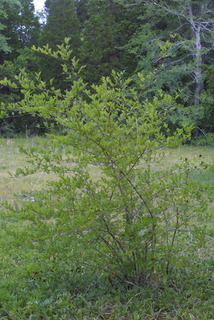 Forestiera ligustrina, whole tree or vine - general