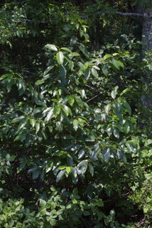 Frangula caroliniana, whole tree or vine - general
