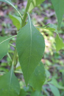 Verbesina virginica, leaf - basal or on lower stem