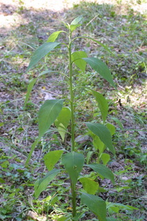 Verbesina virginica, whole plant - juvenile