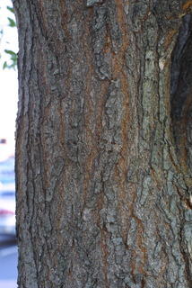 Koelreuteria paniculata, bark - of a large tree
