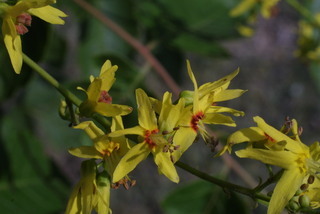 Koelreuteria paniculata, inflorescence - frontal view of flower