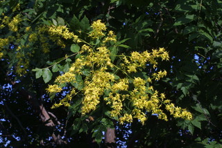 Koelreuteria paniculata, inflorescence - whole - unspecified