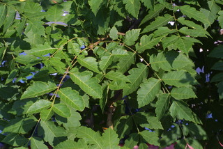 Koelreuteria paniculata, leaf - showing orientation on twig