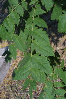 Koelreuteria paniculata, leaf - whole upper surface