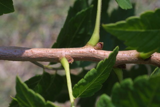 Koelreuteria paniculata, twig - orientation of petioles