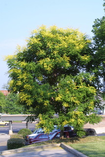 Koelreuteria paniculata, whole tree or vine - general