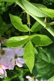 Rosa setigera, leaf - whole upper surface