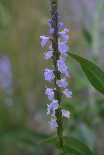 Verbena simplex, inflorescence - lateral view of flower