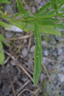 Verbena simplex, leaf - basal or on lower stem