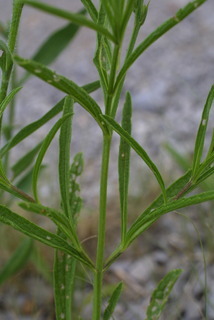 Verbena simplex, leaf - basal or on lower stem