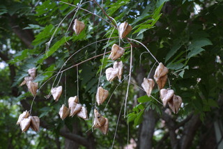 Koelreuteria paniculata, fruit - as borne on the plant