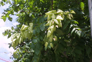 Koelreuteria paniculata, fruit - as borne on the plant