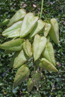 Koelreuteria paniculata, fruit - immature