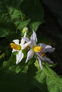 Solanum carolinense, inflorescence - whole - unspecified