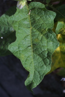Solanum carolinense, leaf - basal or on lower stem